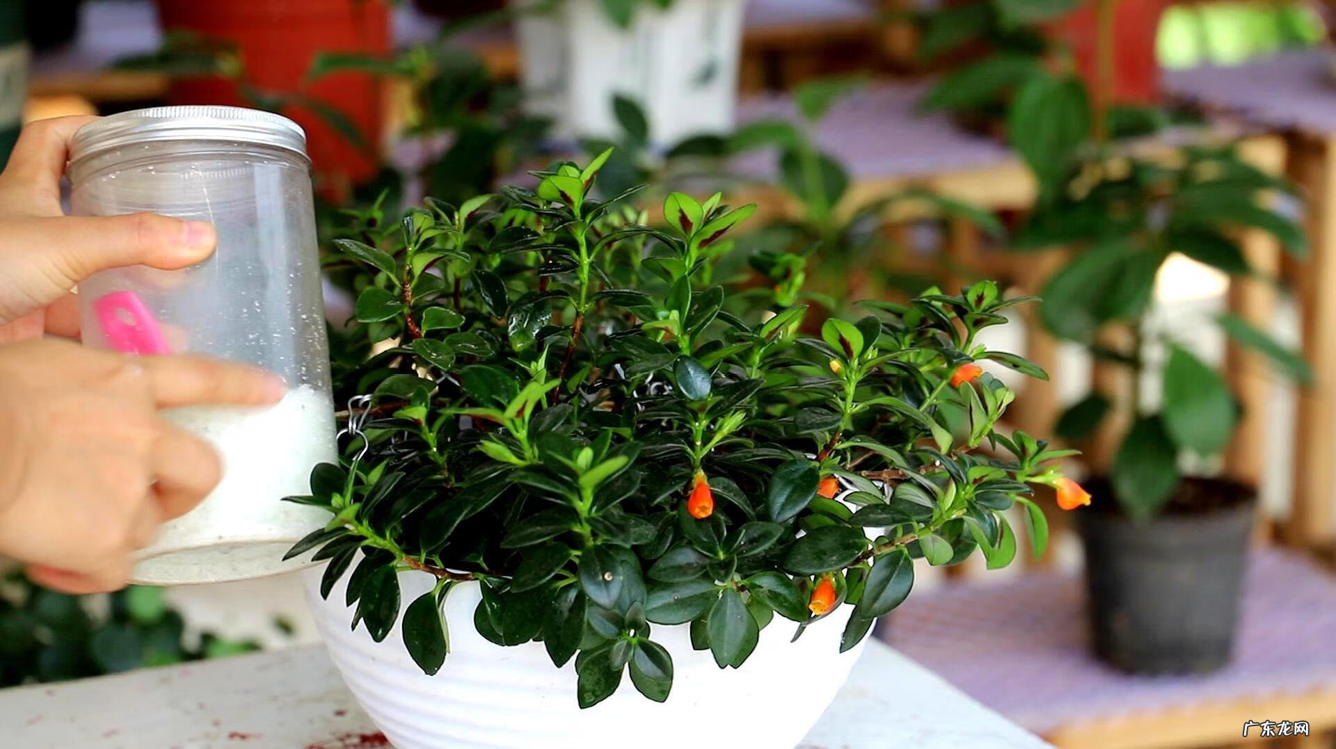 荷兰吊兰养殖方法和注意事项 金鱼吊兰的养殖方法