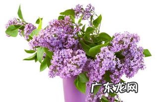 白色丁香花语和象征 丁香花语和寓意30字