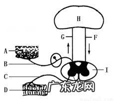 B&C面包 什么是面包B