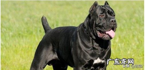 卡斯罗适合什么人养？