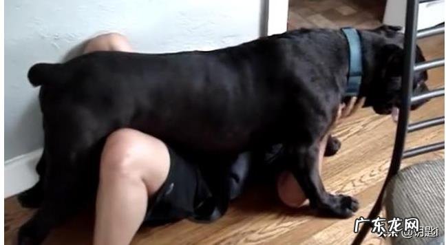 卡斯罗适合什么人养？