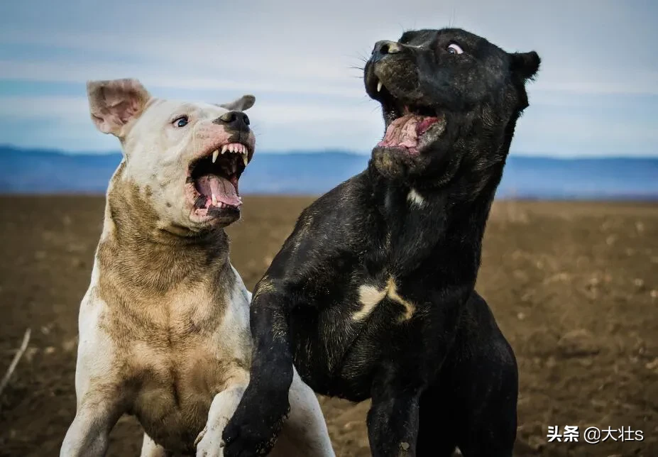 卡斯罗适合什么人养？