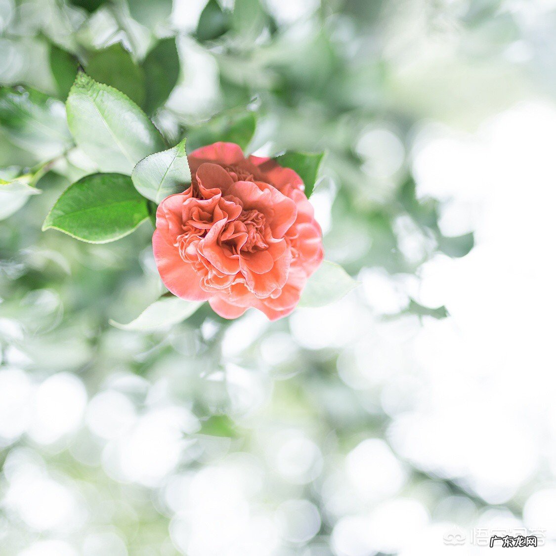 女朋友平静的说分手，还能挽回吗？