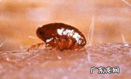 跳蚤为什么喜欢咬脚踝和腰 跳蚤为什么喜欢咬脚踝和腰窝