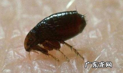 跳蚤为什么喜欢咬脚踝和腰 跳蚤为什么喜欢咬脚踝和腰窝