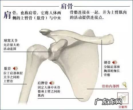 人的骨头有多少块组成 人的骨头213块