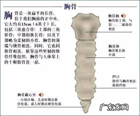 人的骨头有多少块组成 人的骨头213块
