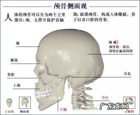 人的骨头有多少块组成 人的骨头213块