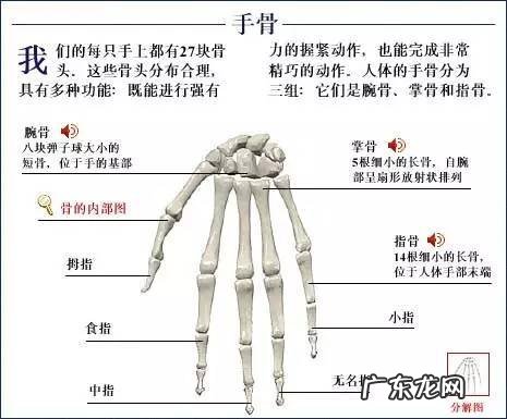 人的骨头有多少块组成 人的骨头213块