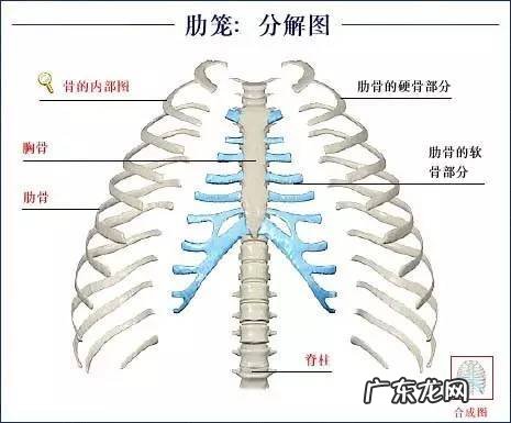 人的骨头有多少块组成 人的骨头213块