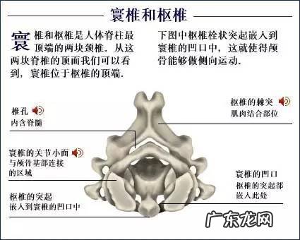 人的骨头有多少块组成 人的骨头213块