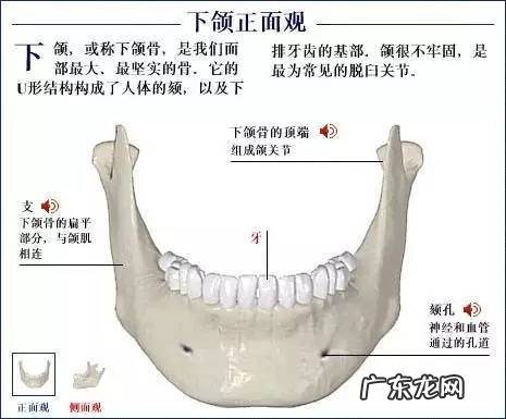 人的骨头有多少块组成 人的骨头213块