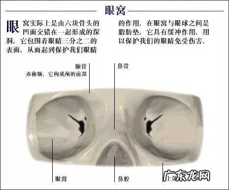 人的骨头有多少块组成 人的骨头213块