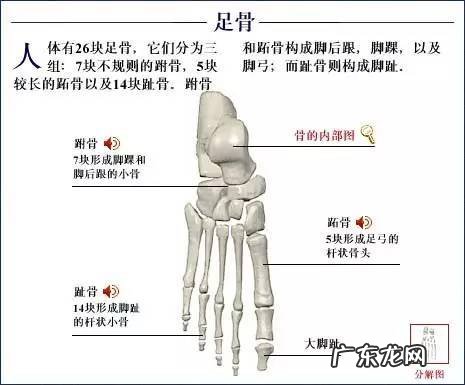 人的骨头有多少块组成 人的骨头213块