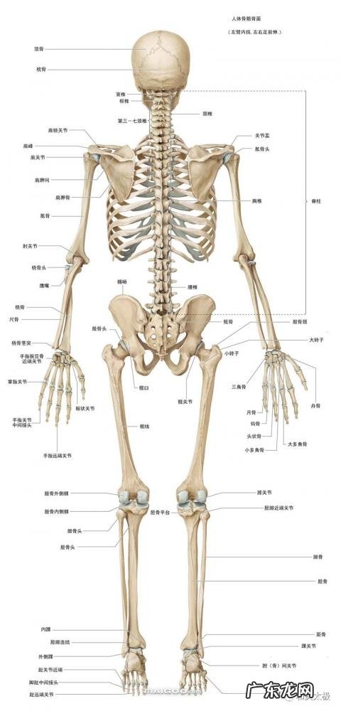 人的骨头有多少块组成 人的骨头213块