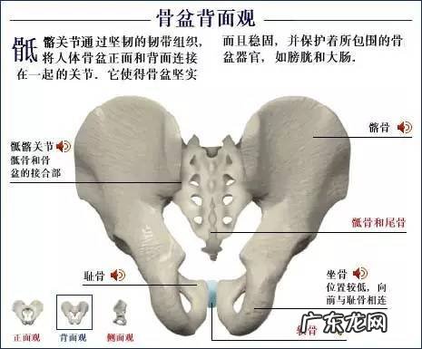 人的骨头有多少块组成 人的骨头213块