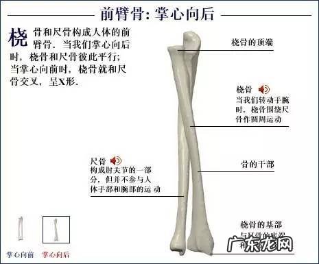 人的骨头有多少块组成 人的骨头213块