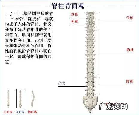 人的骨头有多少块组成 人的骨头213块