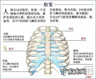 人的骨头有多少块组成 人的骨头213块