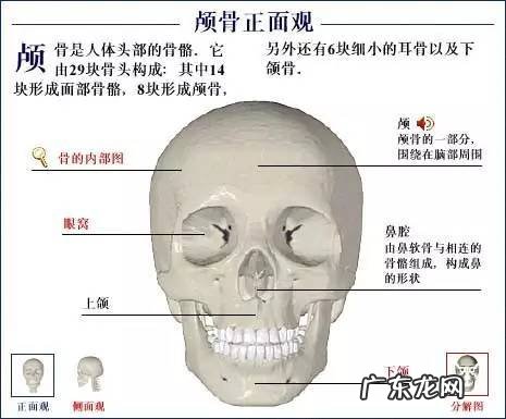 人的骨头有多少块组成 人的骨头213块