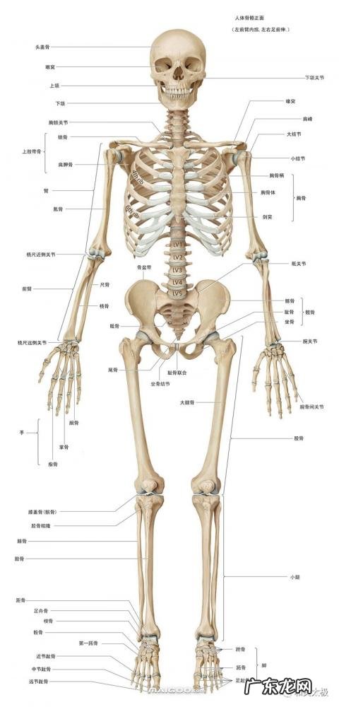人的骨头有多少块组成 人的骨头213块