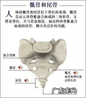 人的骨头有多少块组成 人的骨头213块