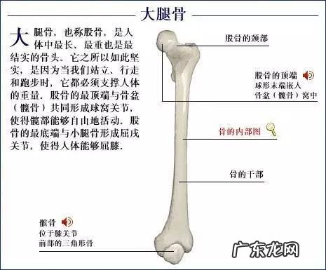 人的骨头有多少块组成 人的骨头213块