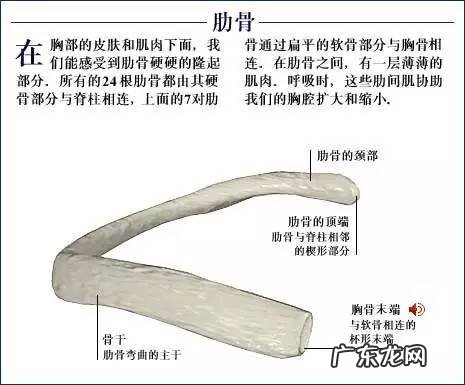 人的骨头有多少块组成 人的骨头213块
