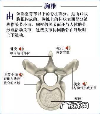 人的骨头有多少块组成 人的骨头213块