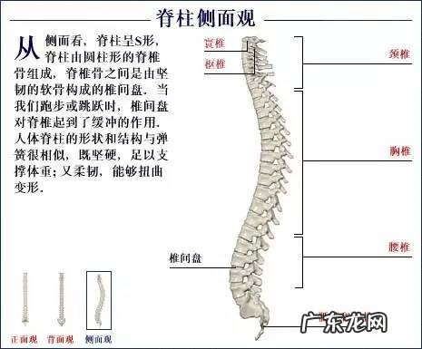 人的骨头有多少块组成 人的骨头213块