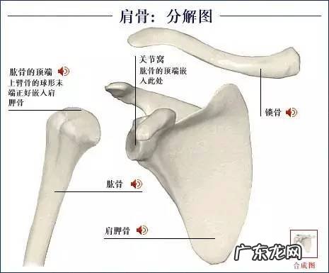 人的骨头有多少块组成 人的骨头213块