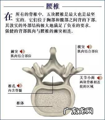 人的骨头有多少块组成 人的骨头213块