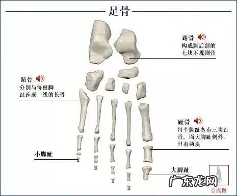 人的骨头有多少块组成 人的骨头213块