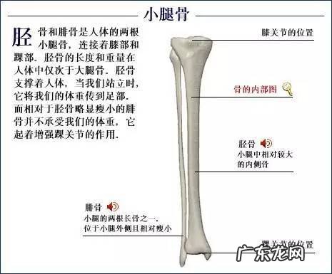 人的骨头有多少块组成 人的骨头213块