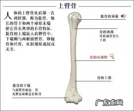 人的骨头有多少块组成 人的骨头213块