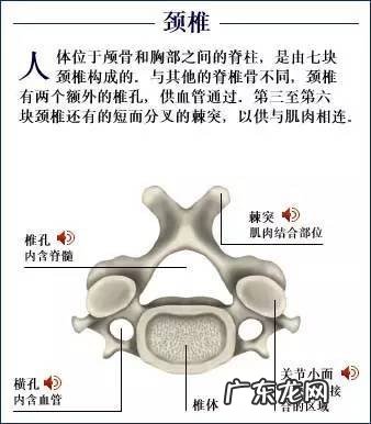 人的骨头有多少块组成 人的骨头213块