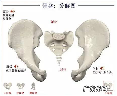人的骨头有多少块组成 人的骨头213块