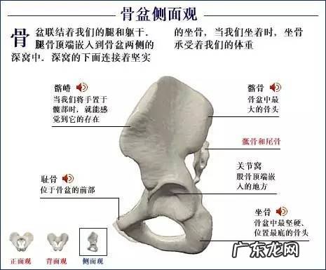人的骨头有多少块组成 人的骨头213块