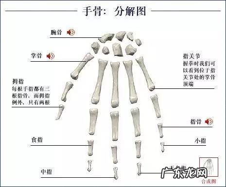 人的骨头有多少块组成 人的骨头213块