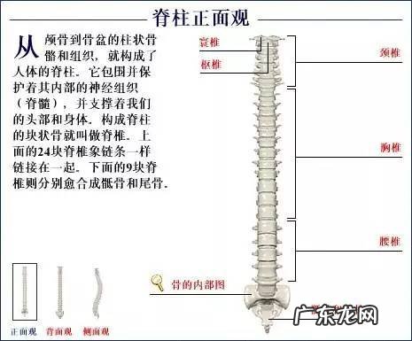 人的骨头有多少块组成 人的骨头213块