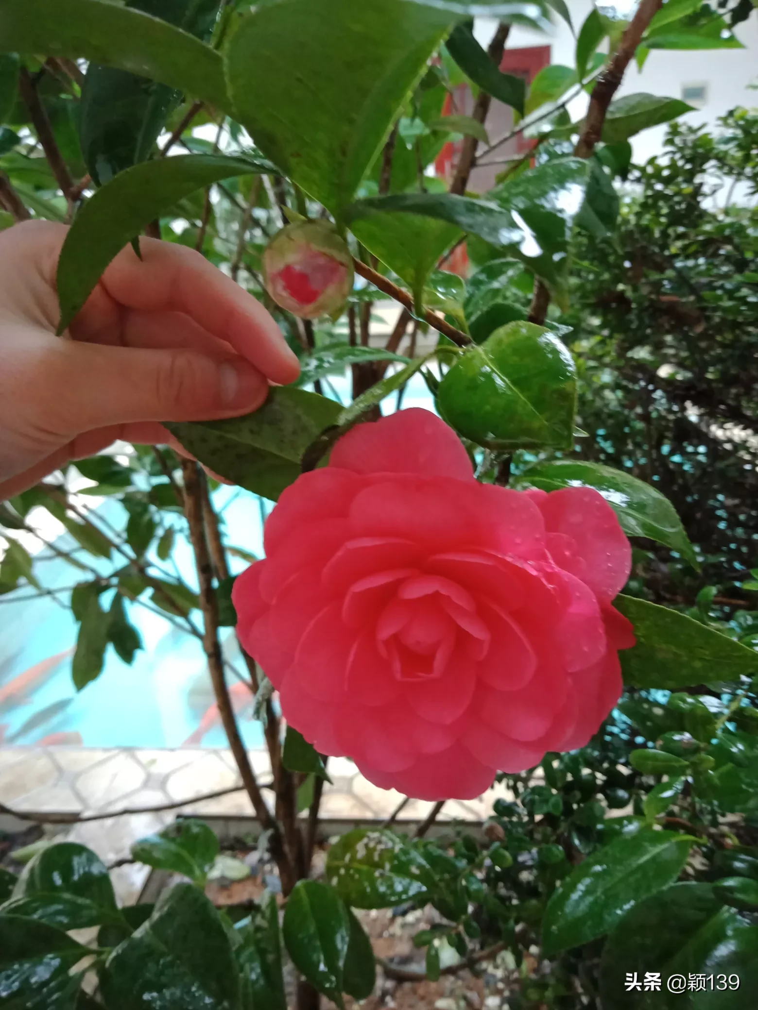 婚前恐惧症,是每个人必经历的么?