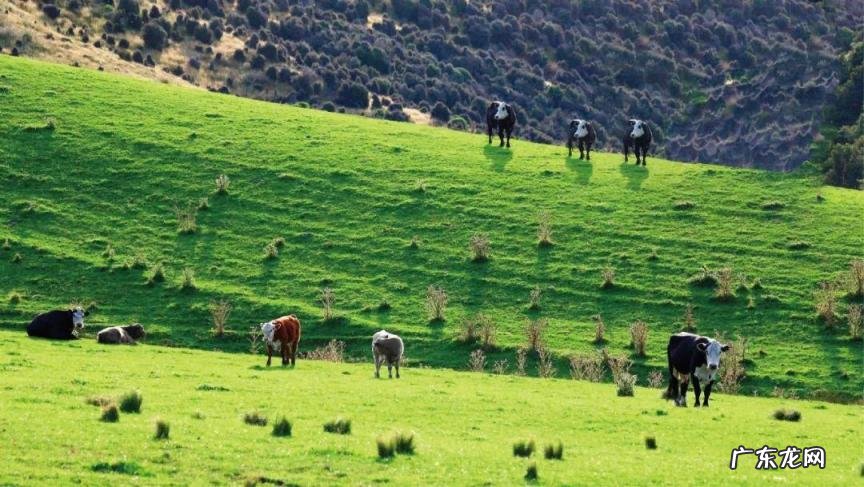 世界牛肉排名前十名是哪些品牌，世界顶级牛肉品种排名