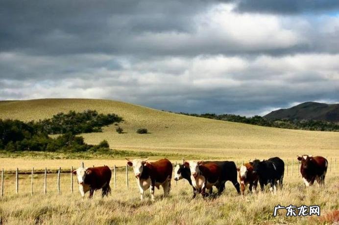 世界牛肉排名前十名是哪些品牌，世界顶级牛肉品种排名