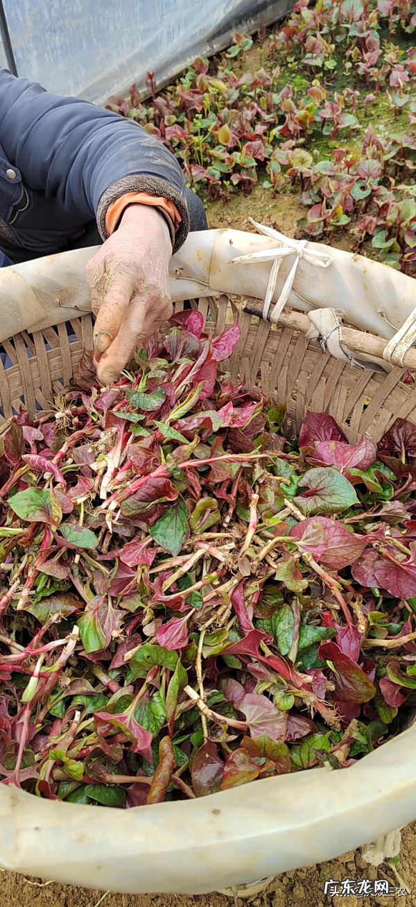 种什么最赚钱农村 种地种什么赚钱