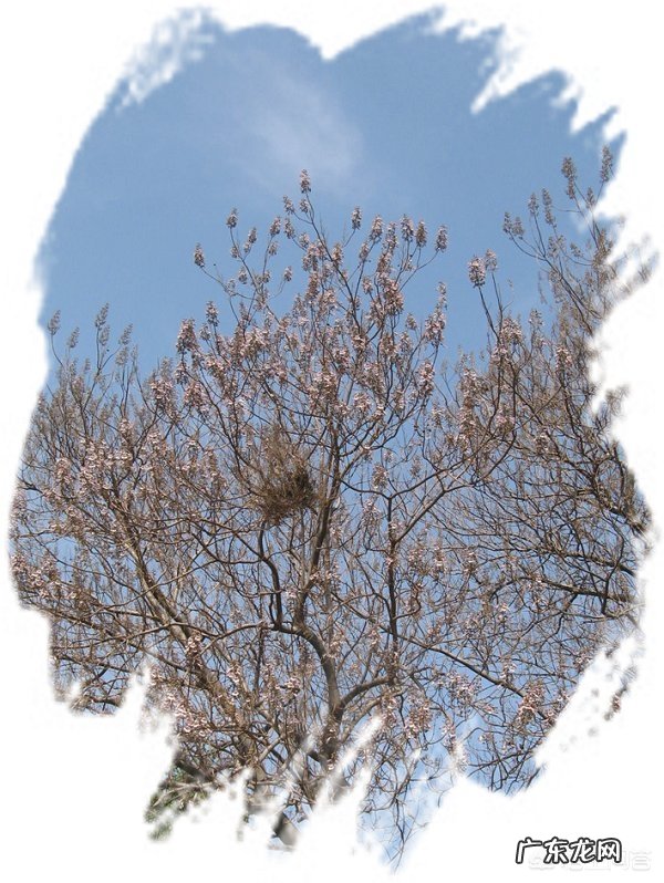 古诗词中“梧桐”象征什么-有没有什么典故？