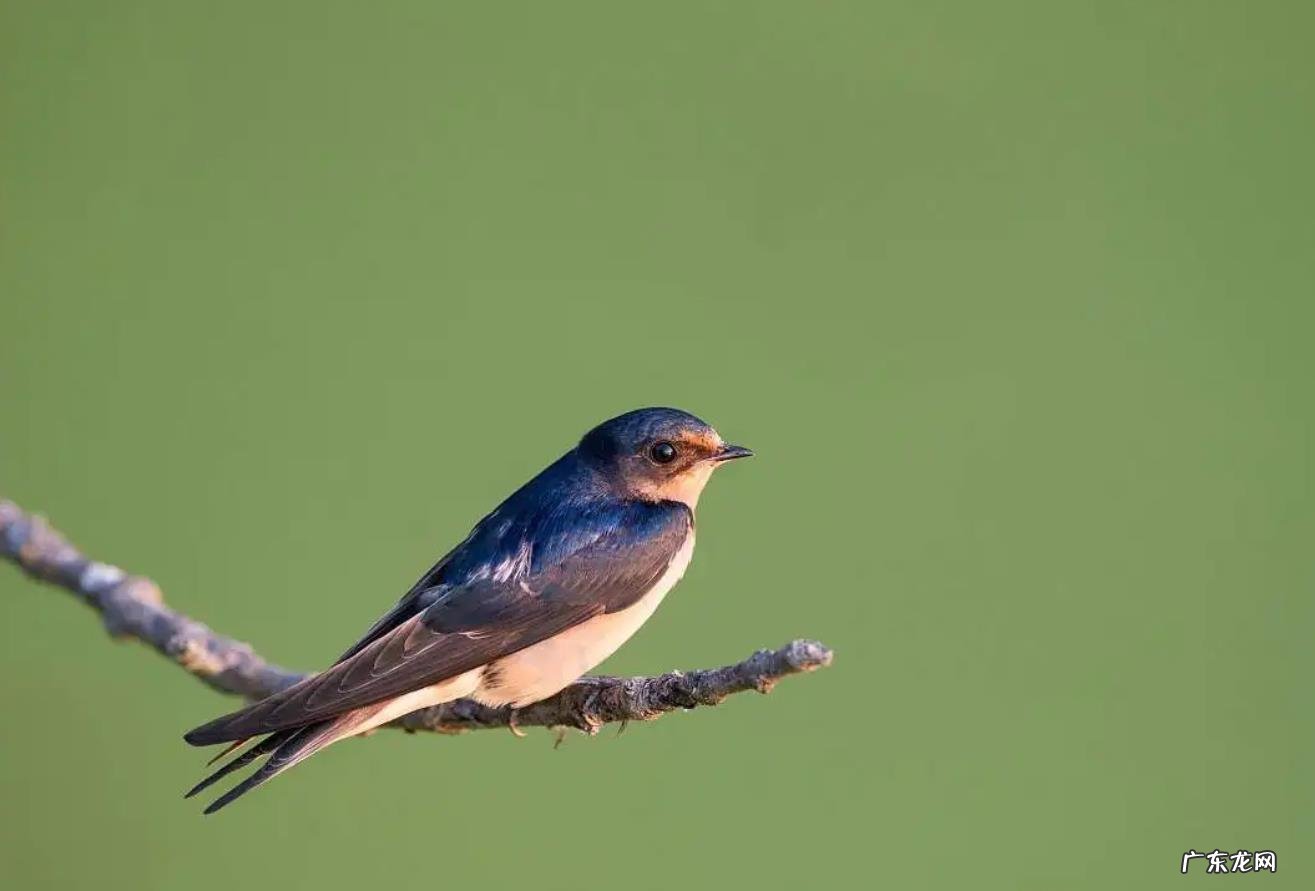 大量燕子聚集温州,密密麻麻天空盘旋,是灾难前兆还是自然现象?