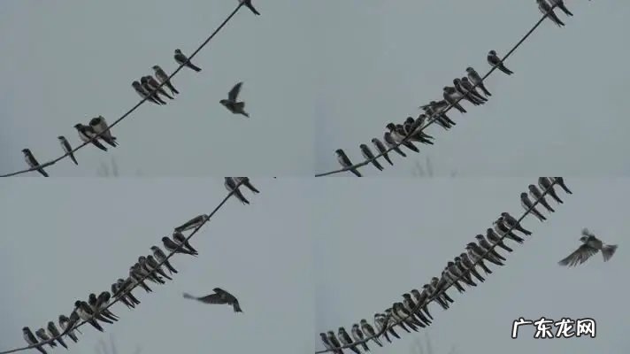 大量燕子聚集温州，密密麻麻天空盘旋，是灾难前兆还是自然现象？