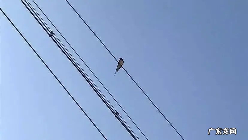 大量燕子聚集温州，密密麻麻天空盘旋，是灾难前兆还是自然现象？