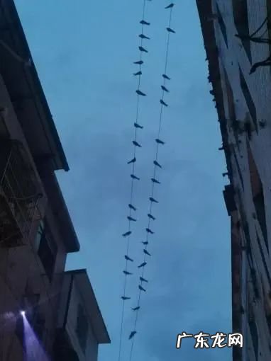 大量燕子聚集温州,密密麻麻天空盘旋,是灾难前兆还是自然现象?
