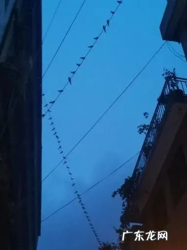 大量燕子聚集温州,密密麻麻天空盘旋,是灾难前兆还是自然现象?